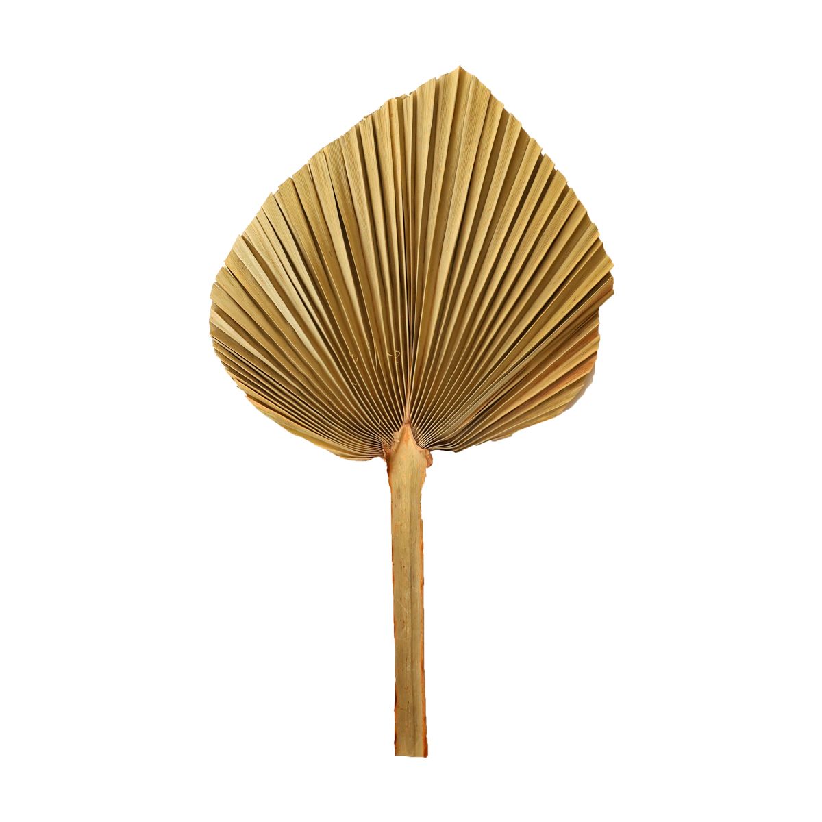 Feuille de palme naturelle 25-30 cm Atelier jasmin