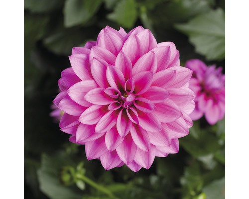 Dwerg Dahlia FloraSelf Dahlia x Hybride Ø 11/12 cm pot, willekeurige variëteitselectie