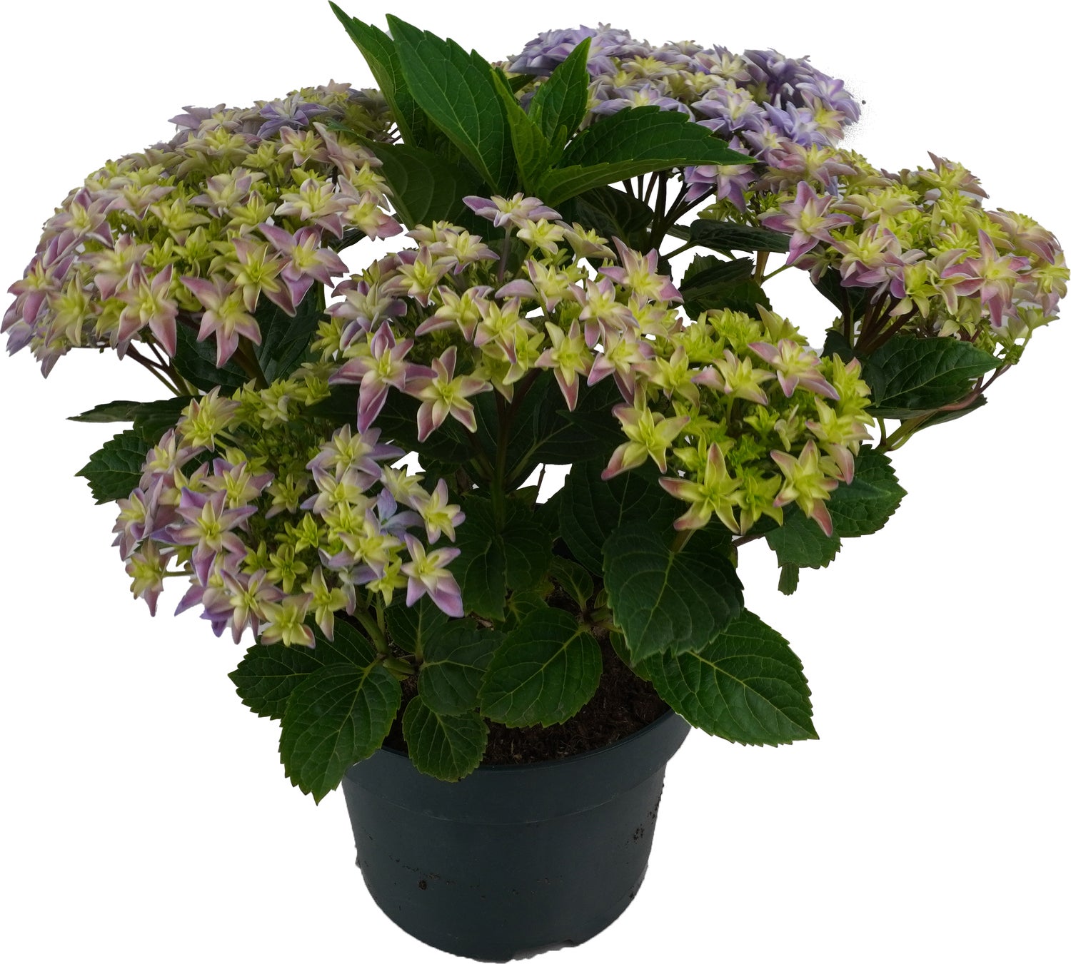 Hortensia (Hydrangea macrophylla 'Double Dutch Pink') D 23 H 45 cm