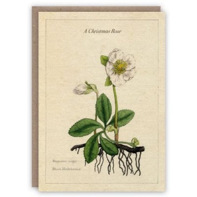 Christmas Rose