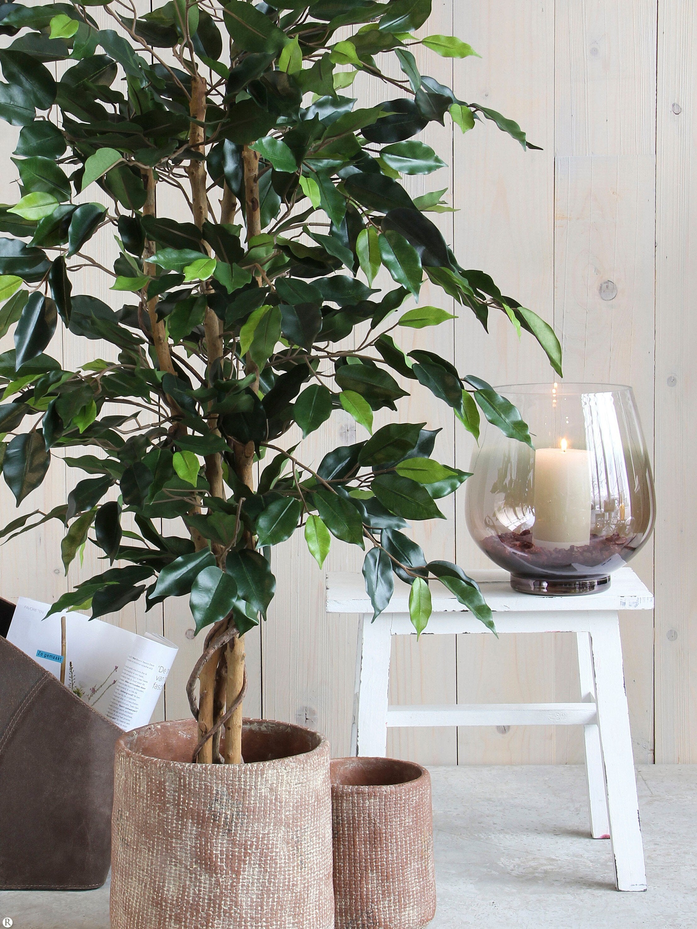 Mica Decorations Ficus groen in plastic pot - h150xd85cm