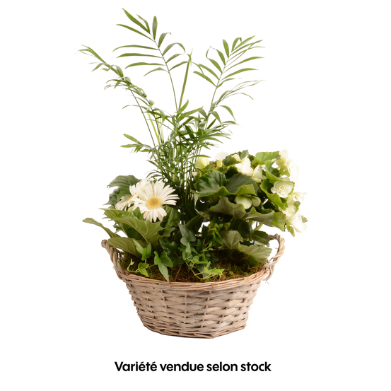 Compo 4 plantes d'intérieur en panier H45cm