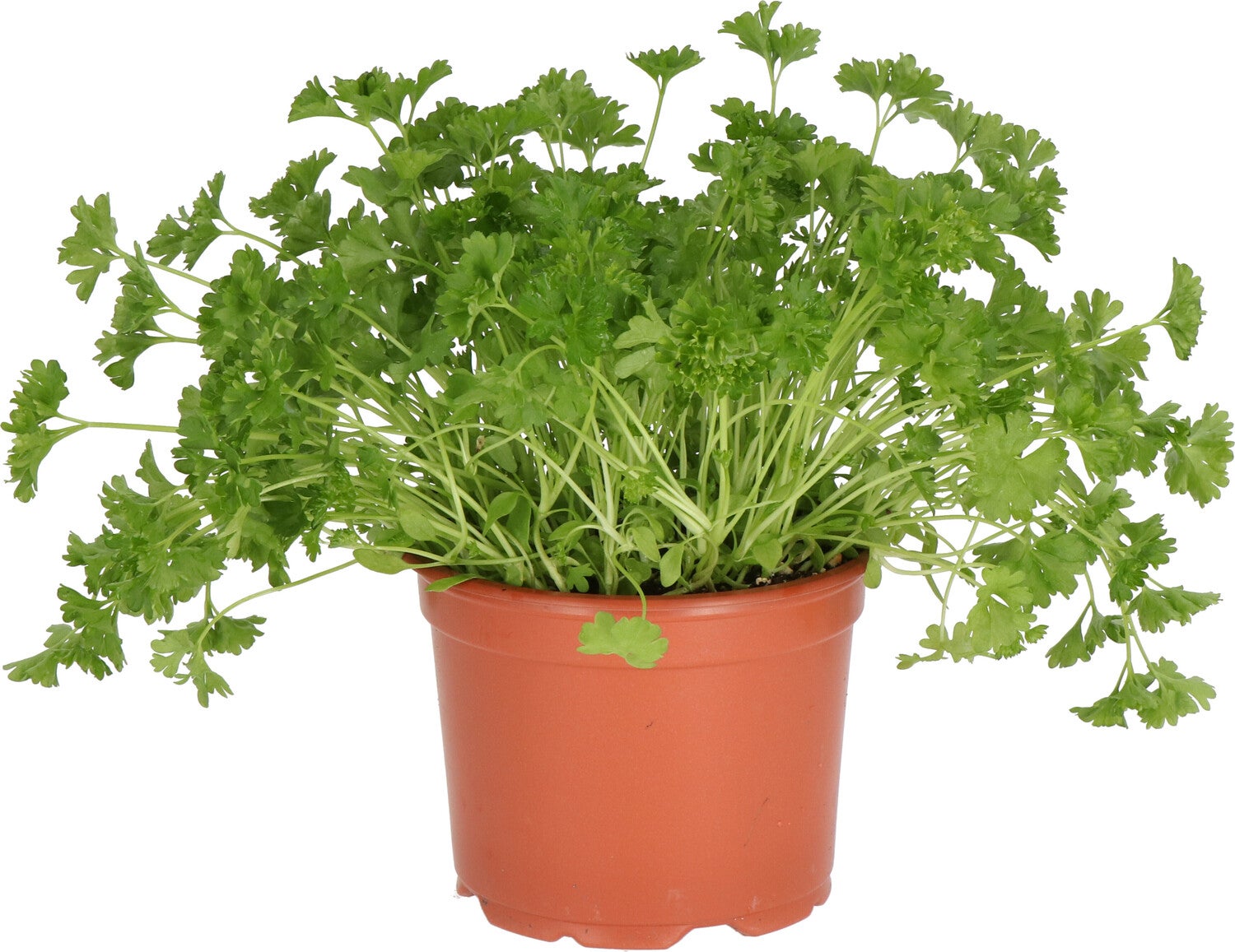 Biologische Krulpeterselie (Petroselium crispum) D 12 H 15 cm