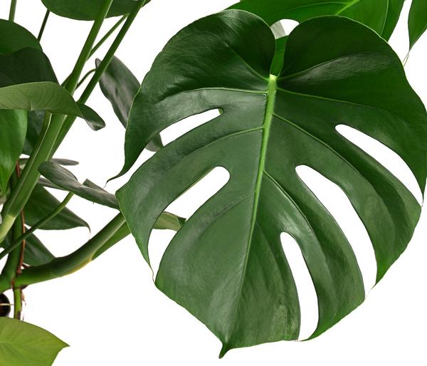 Fensterblatt - Monstera deliciosa, Hydrokultur