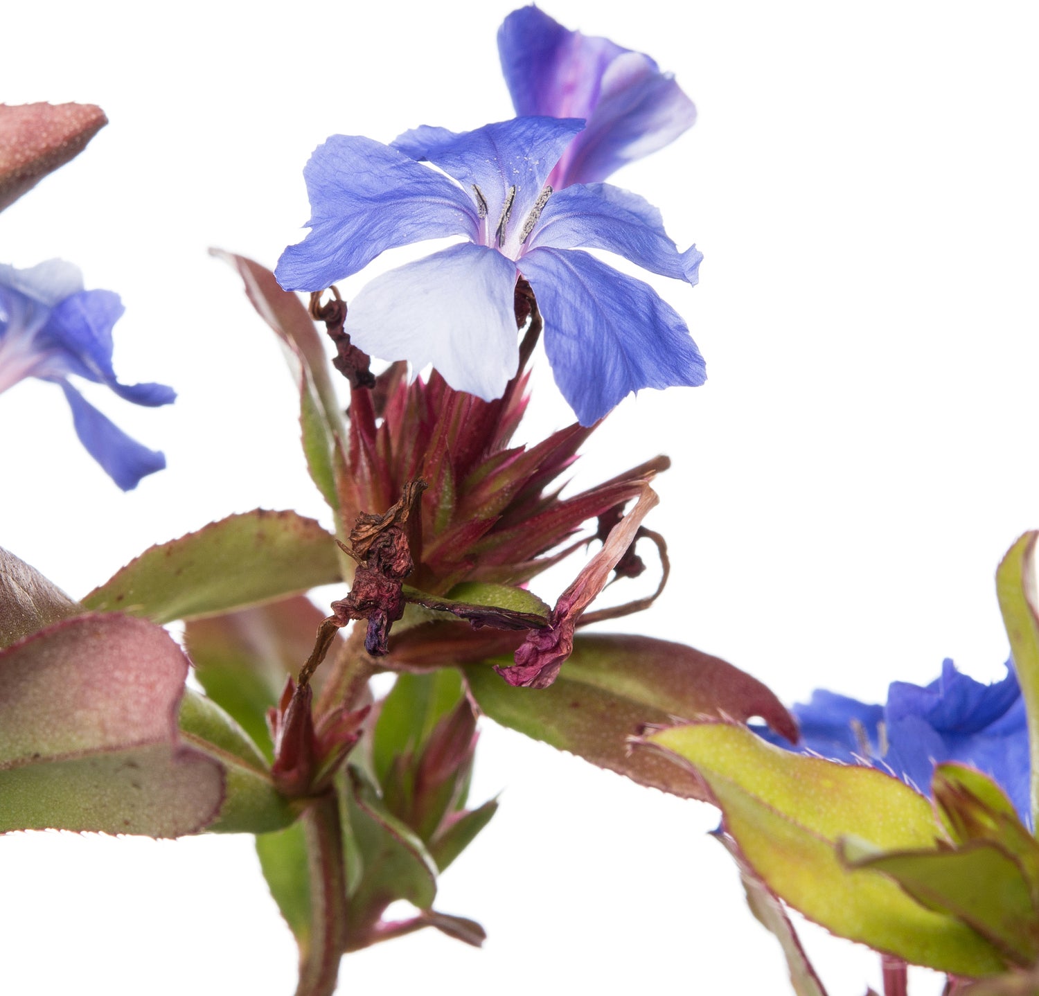 Loodkruid (Ceratostigma plumbaginoides) D 11 H 10 cm