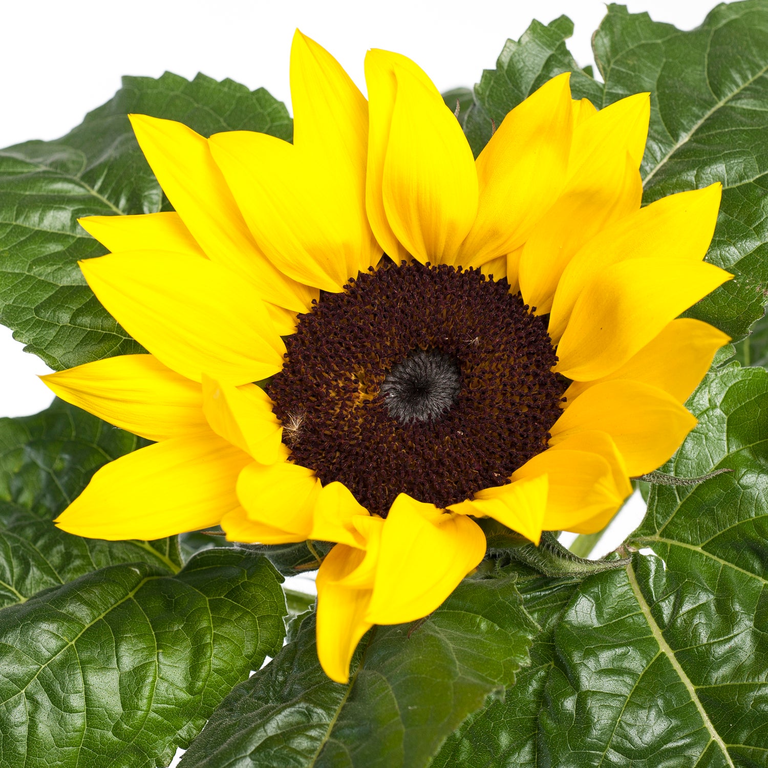 Zonnebloem (Helianthus sunfinity 'Yellow Dark Center') D 23 H 55 cm