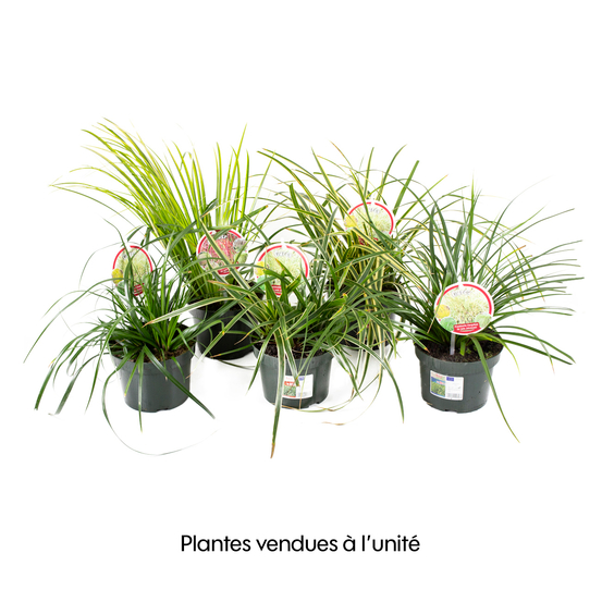 Graminée, variétés variables - pot 1 litre