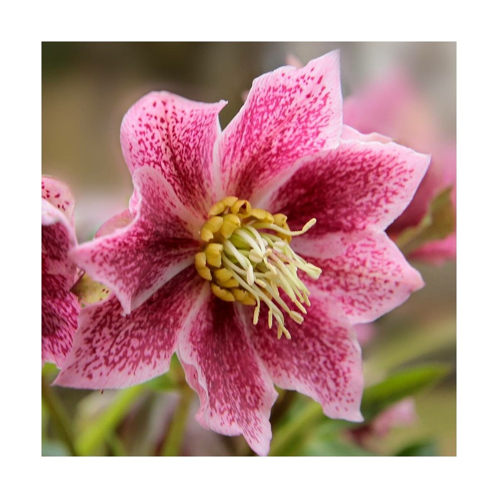 Hellébore orientale pink spotted lady/helleborus orientalis pink spotted lady[-]godet