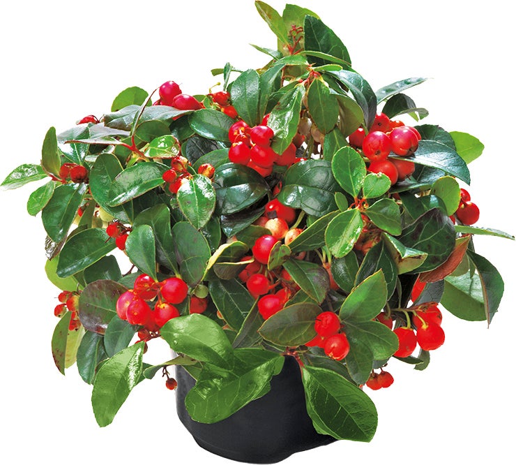 Bergthee (Gaultheria procumbens) D 9 H 10 cm