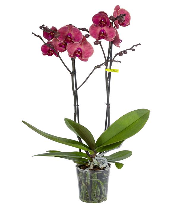 Schmetterlingsorchidee - Phalaenopsis