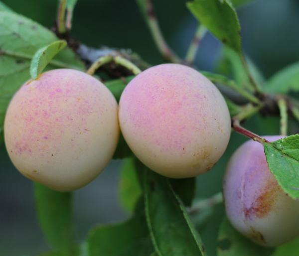 Mirabelle 'Nancy'