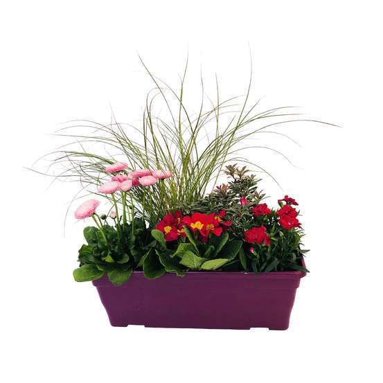 Jardinière de bisannuelles et vivaces 40 cm - Coloris variables