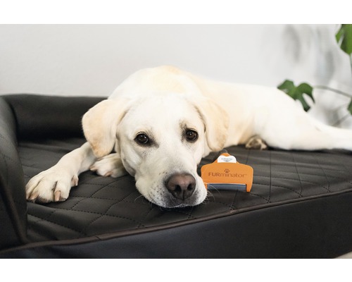 Kam FURminator hond deShedding M korthaar