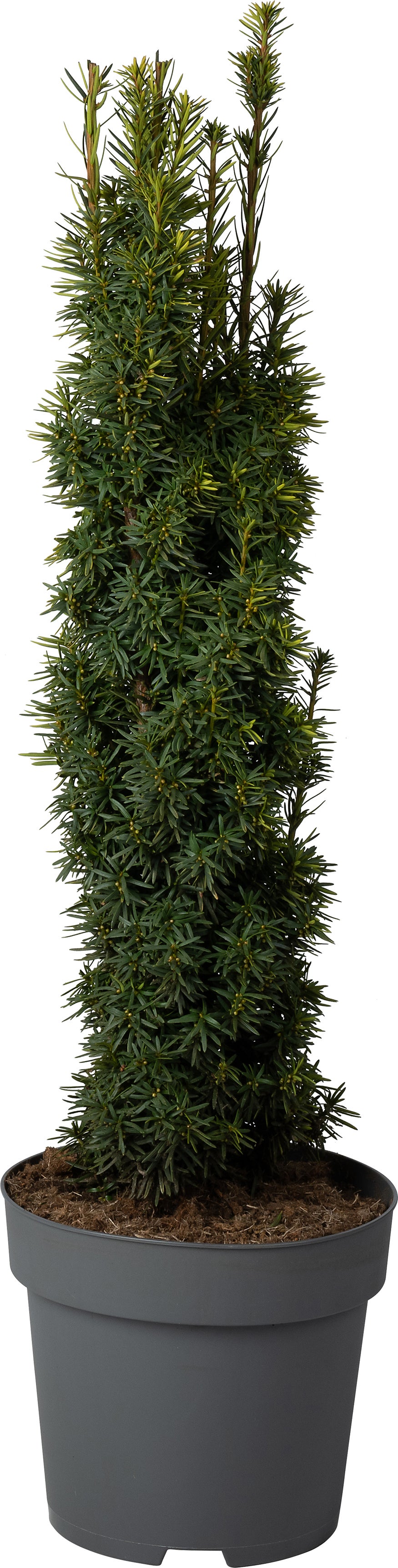 Taxus (Taxus baccata 'David') D 29 H 80 cm