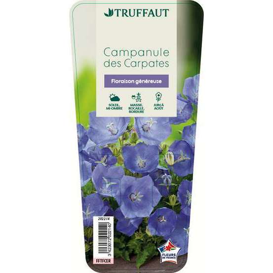 Campanule des Carpates : godet vert