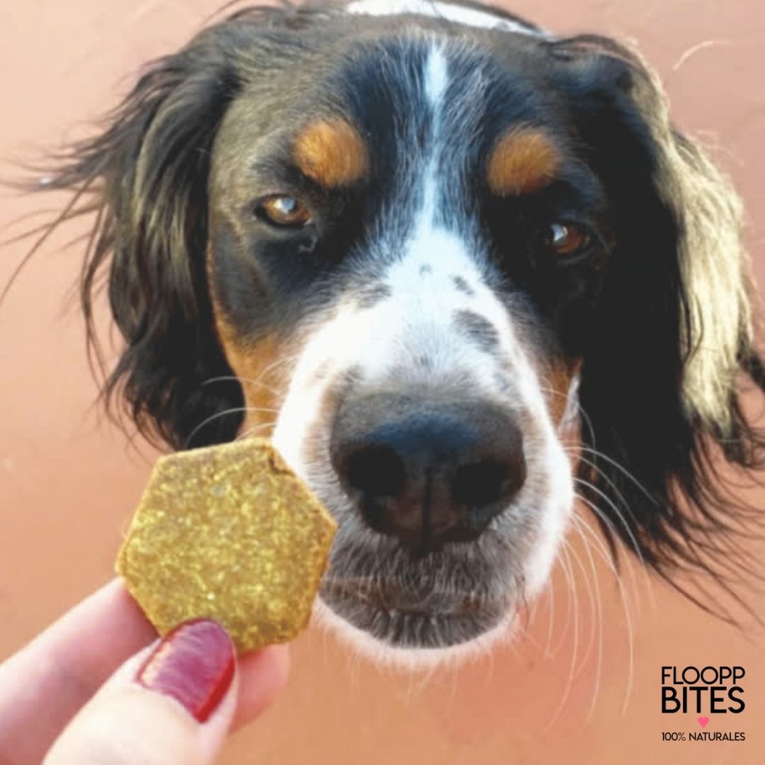 Biscoitos FooppBites 100% Naturais de Carne e Vegetais, Sabor Fígado e Cenoura