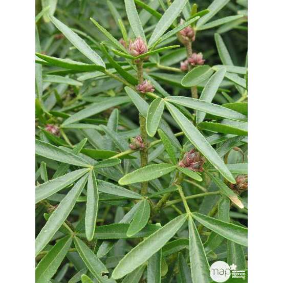 Choisya x ' Aztec Pearl ' : ctr 20 litres