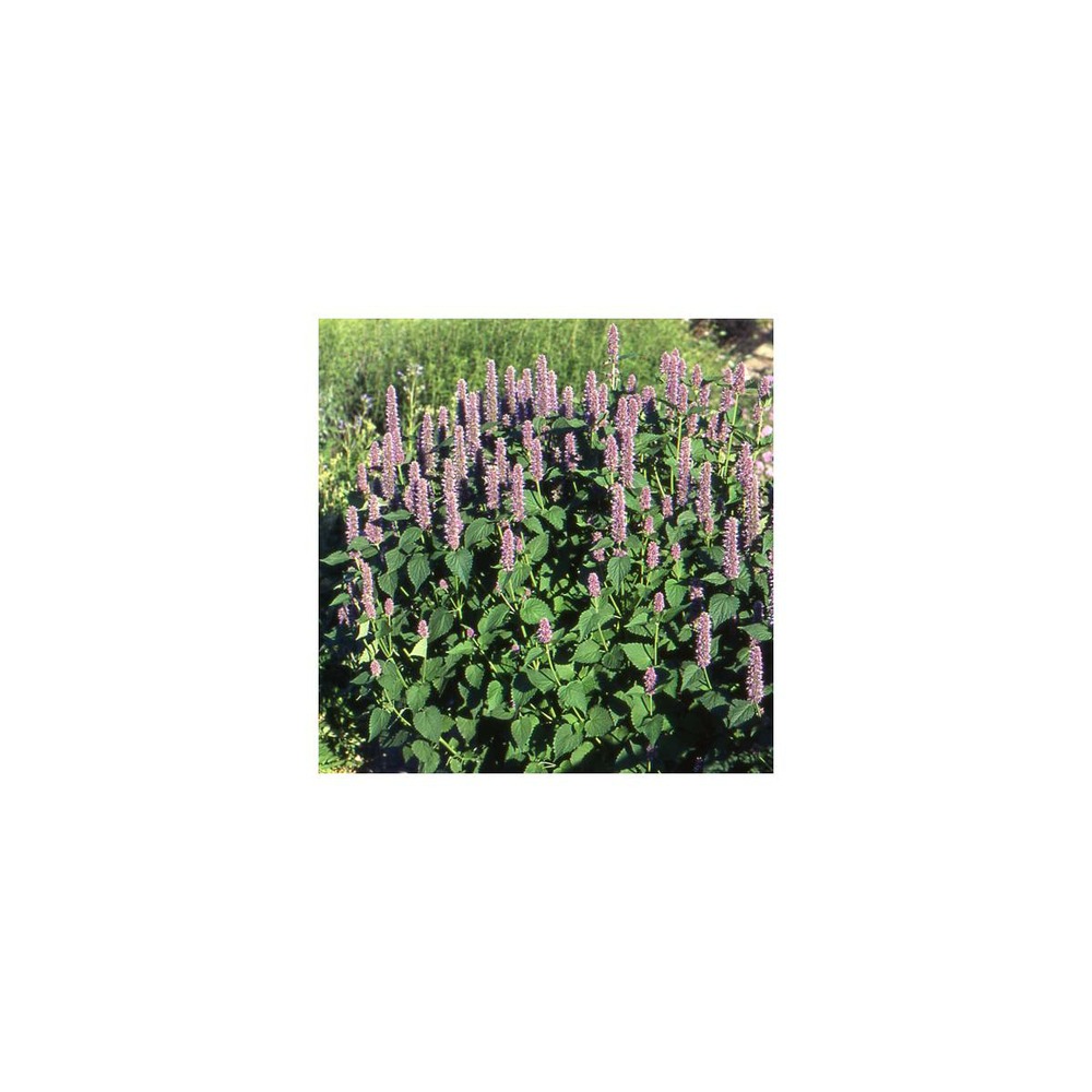 Anis hysope foeniculum/agastache foeniculum[-]godet