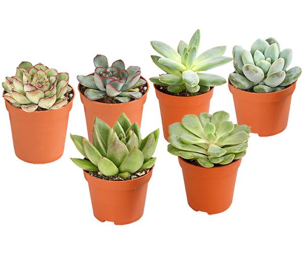 Echeverien-Set - Echeveria, verschiedene