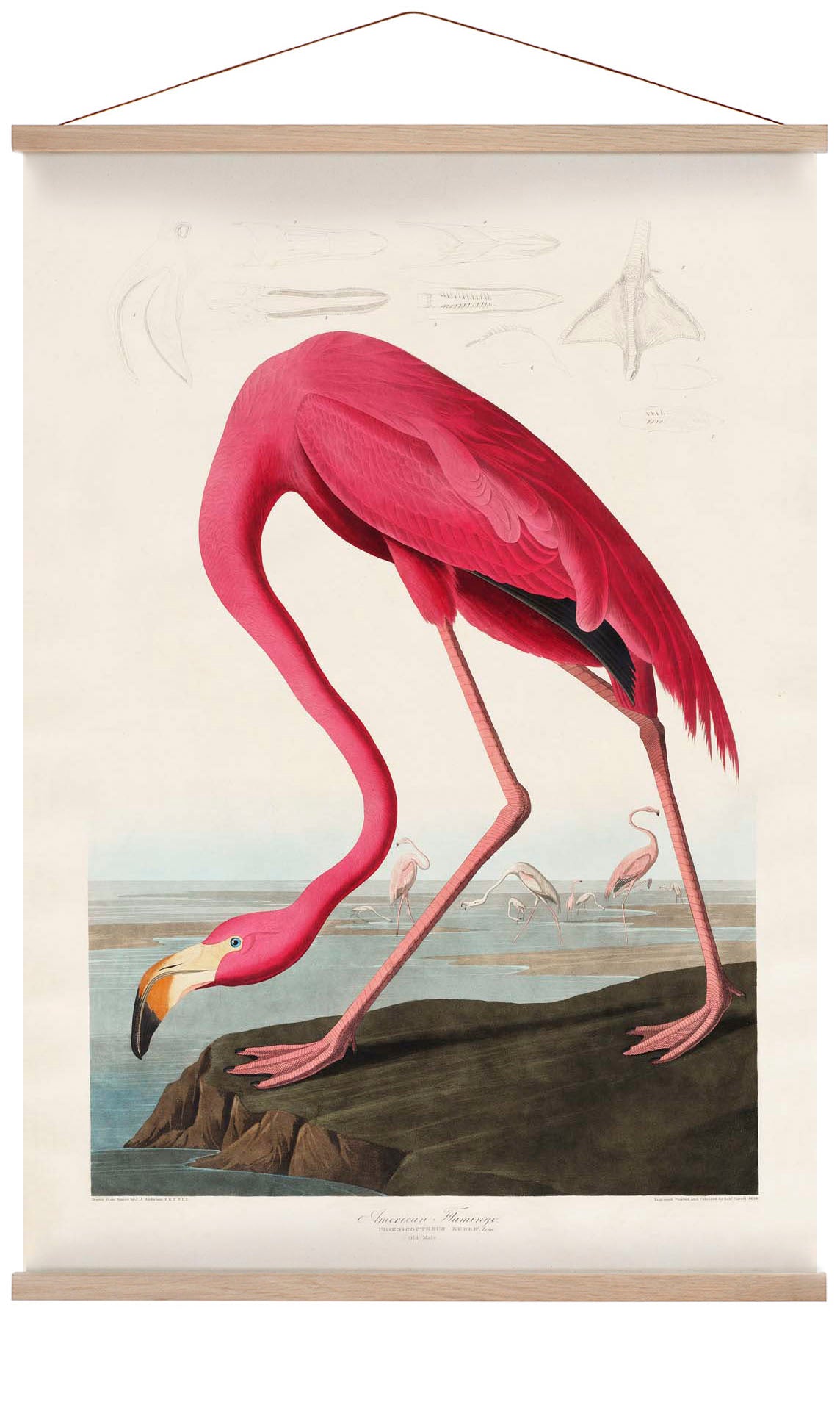 American Pink Flamingo Animal Print