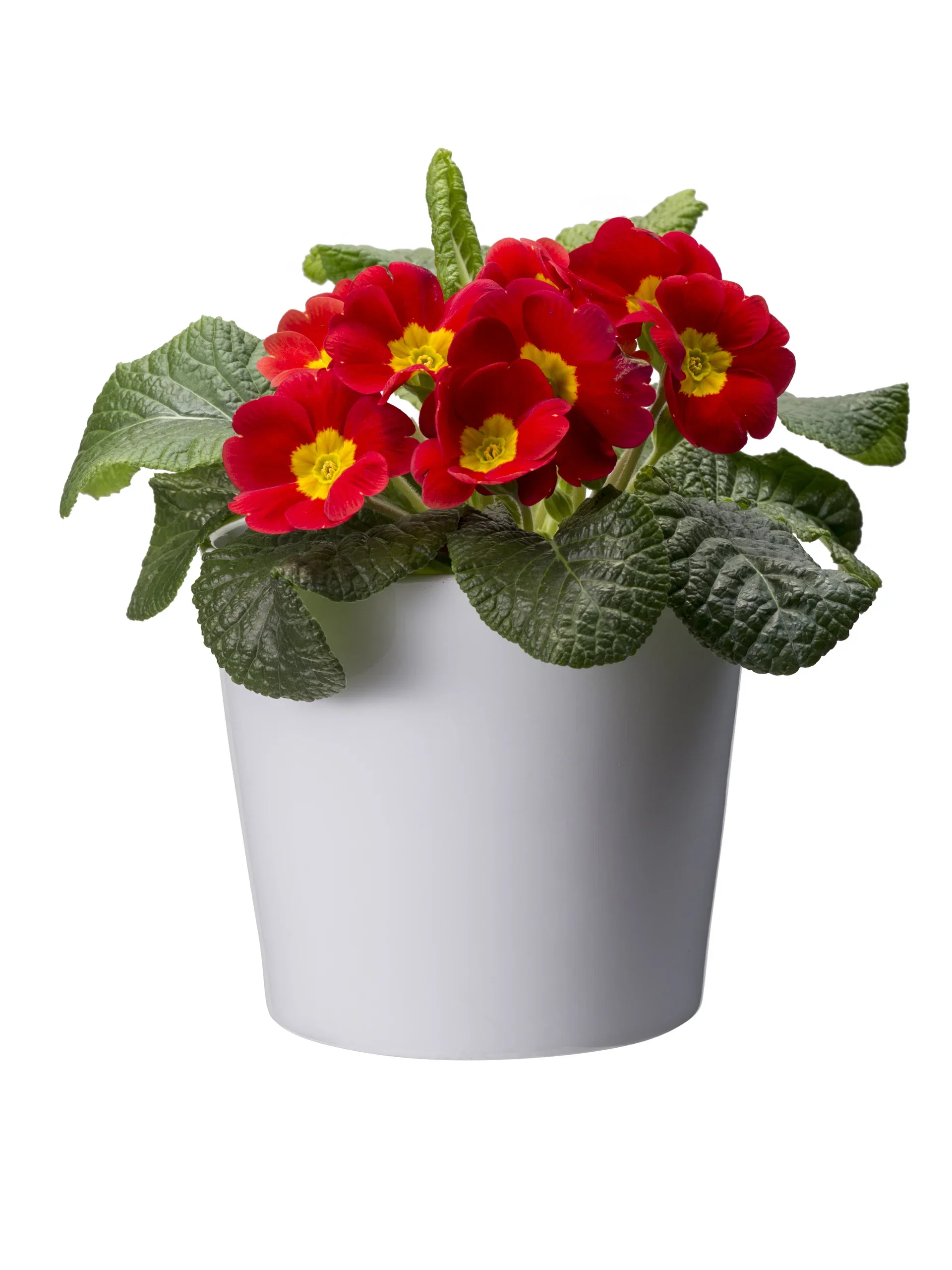 Plantagen Potte Harmoni Ø12 cm