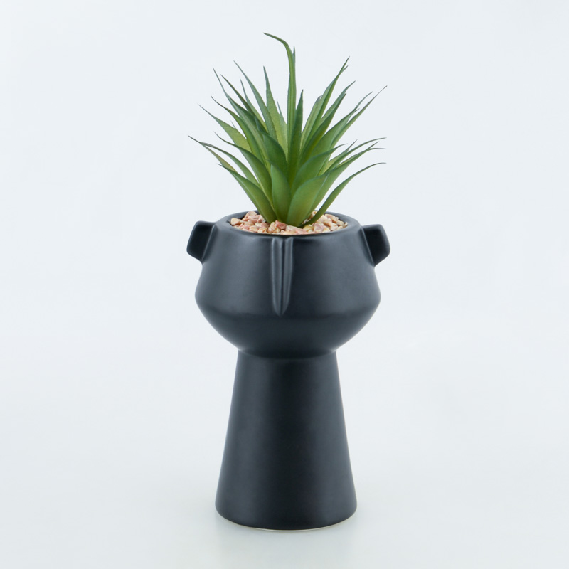 Succulente en pot 'Tonga'