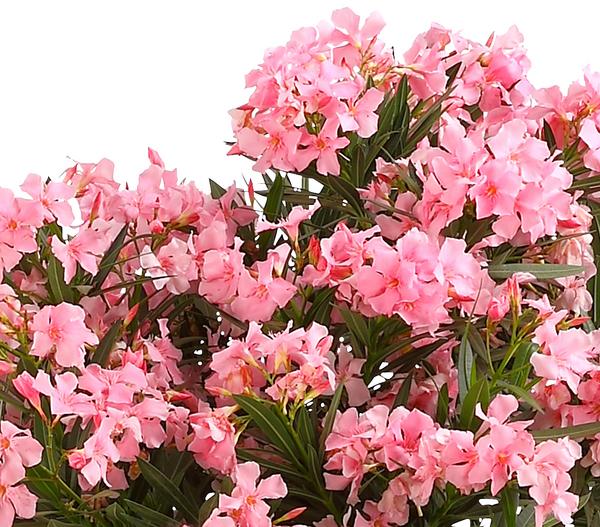 Oleander, Busch, verschiedene Farben