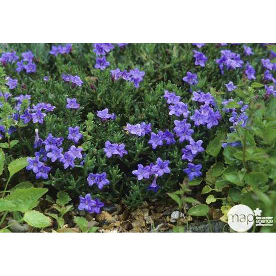 Gremil diffusa Heavenly Blue : godet rouge