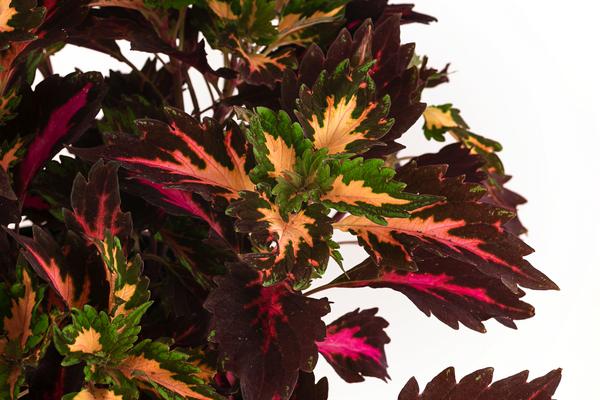 Buntnessel - Solenostemon scutellarioides