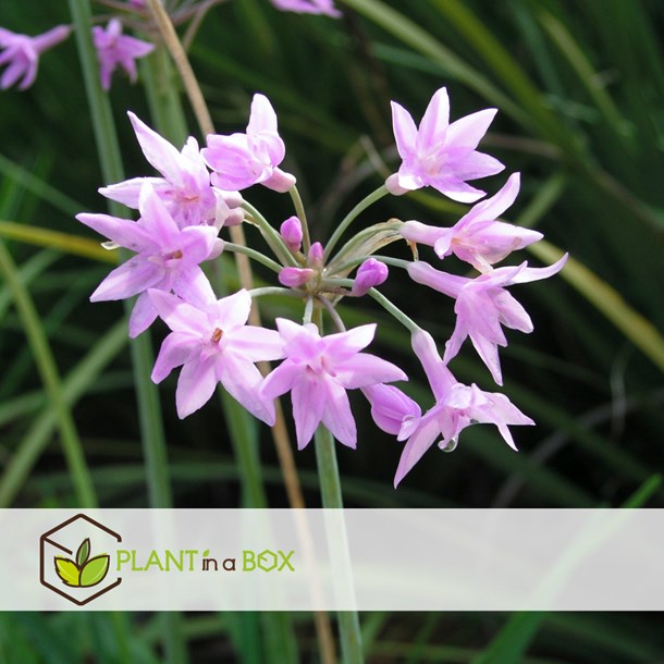 Tulbaghia knobikraut ail sauvage - 3