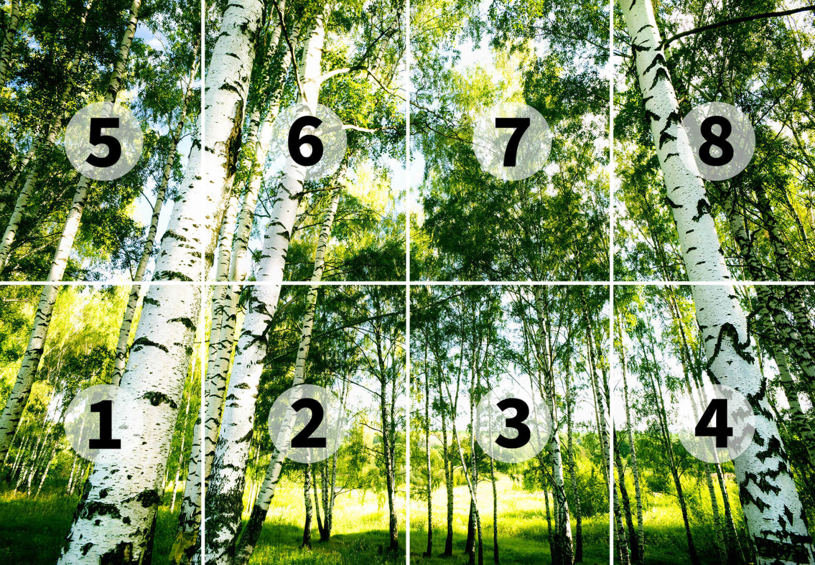 Fototapete DESIGNWALLS 2.0 - grün-weiß - Birkenwald - 2,5 Meter