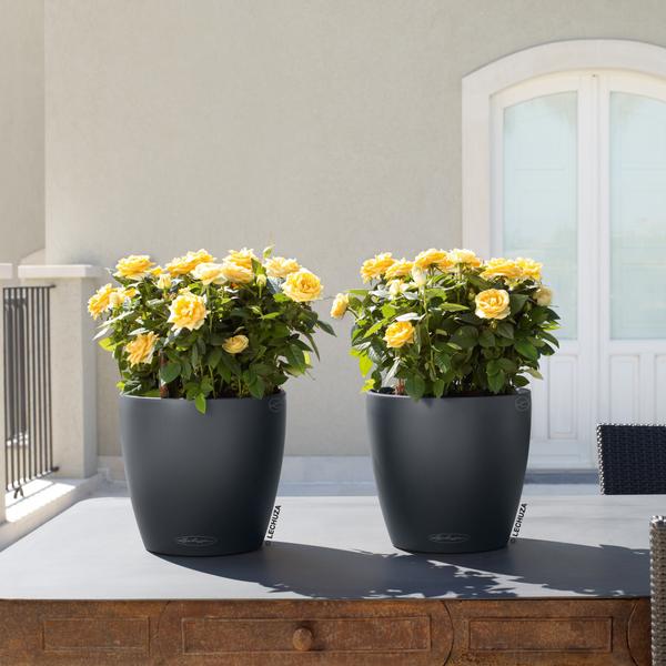 LECHUZA® CLASSICO Color, All-in-One-Set