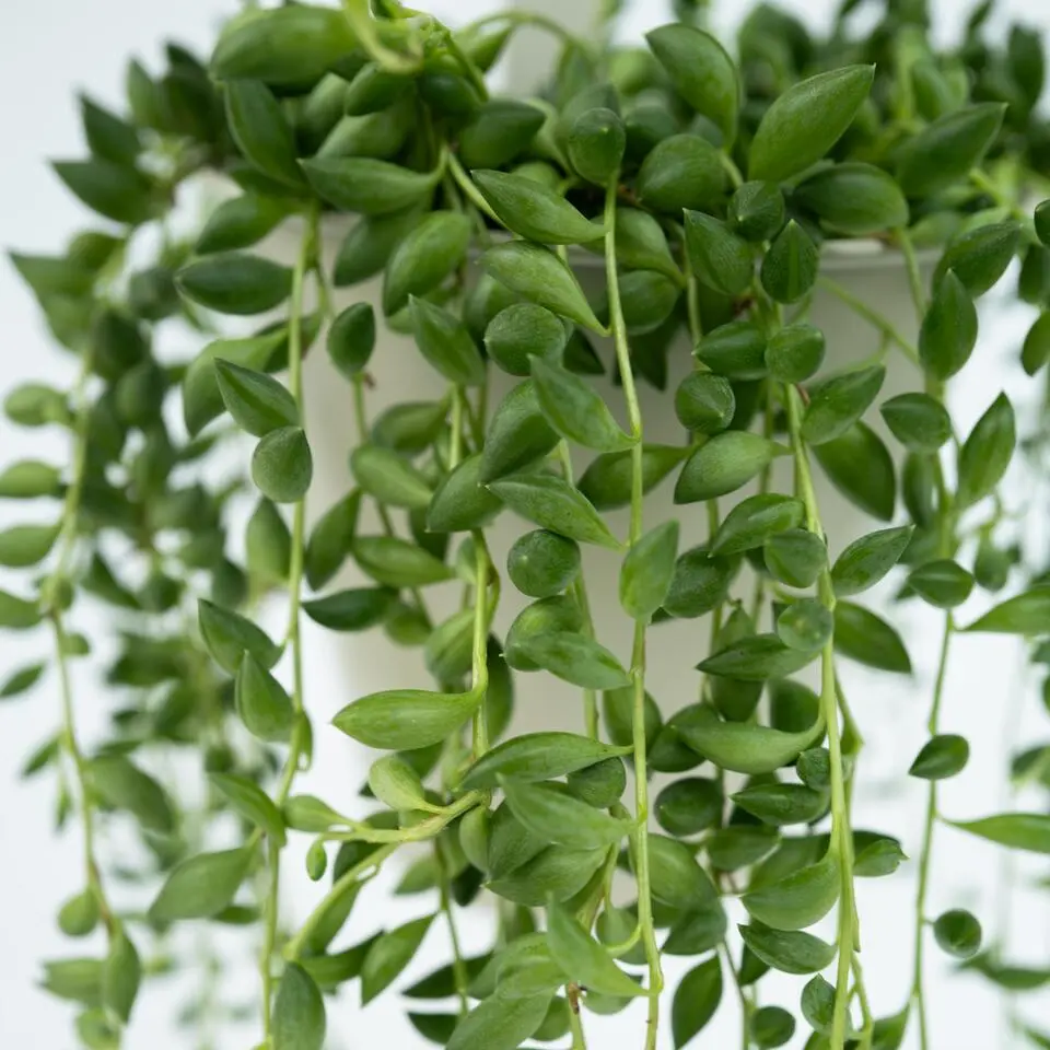 Erwtenplant - Senecio rowleyanus - Hoogte 10-20cm - ⌀12cm