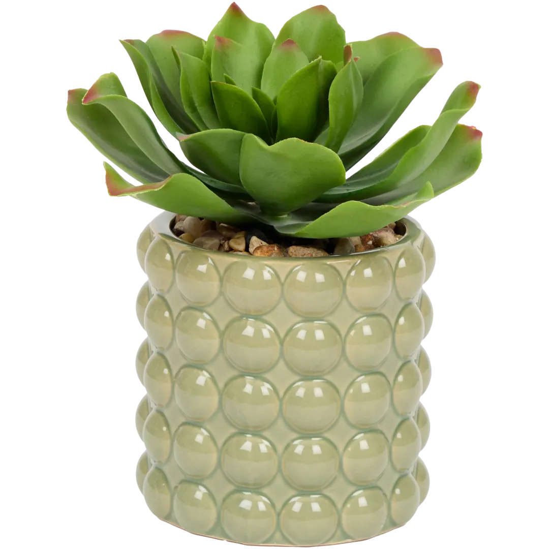The Hamptons Collections HOME vetplant in pot 20 cm | diverse varianten
