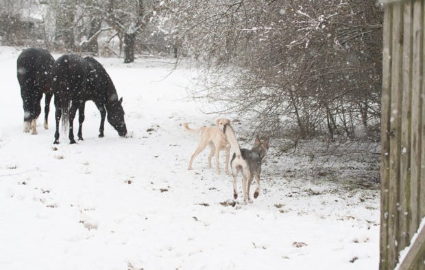 Husky Schlittenfahrt Neu Benthen