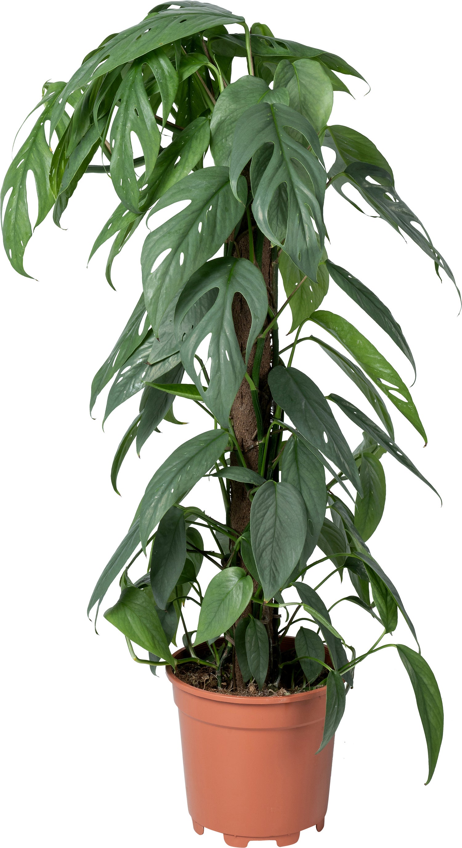 Drakenklimop op duurzame klimstok (Epipremnum pinnatum 'Cebu Blue') D 17 H 65 cm