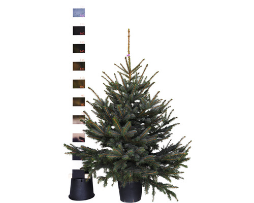 Blauwe spar, blauwe Colorado spar H 125-150 cm Co 12 L Kerstboom, gesnoeid en in pot