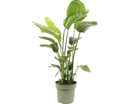 Boom Strelitzia FloraSelf Strelitzia Nicolai H 110-120 cm Ø 27 cm Pot 4-pack