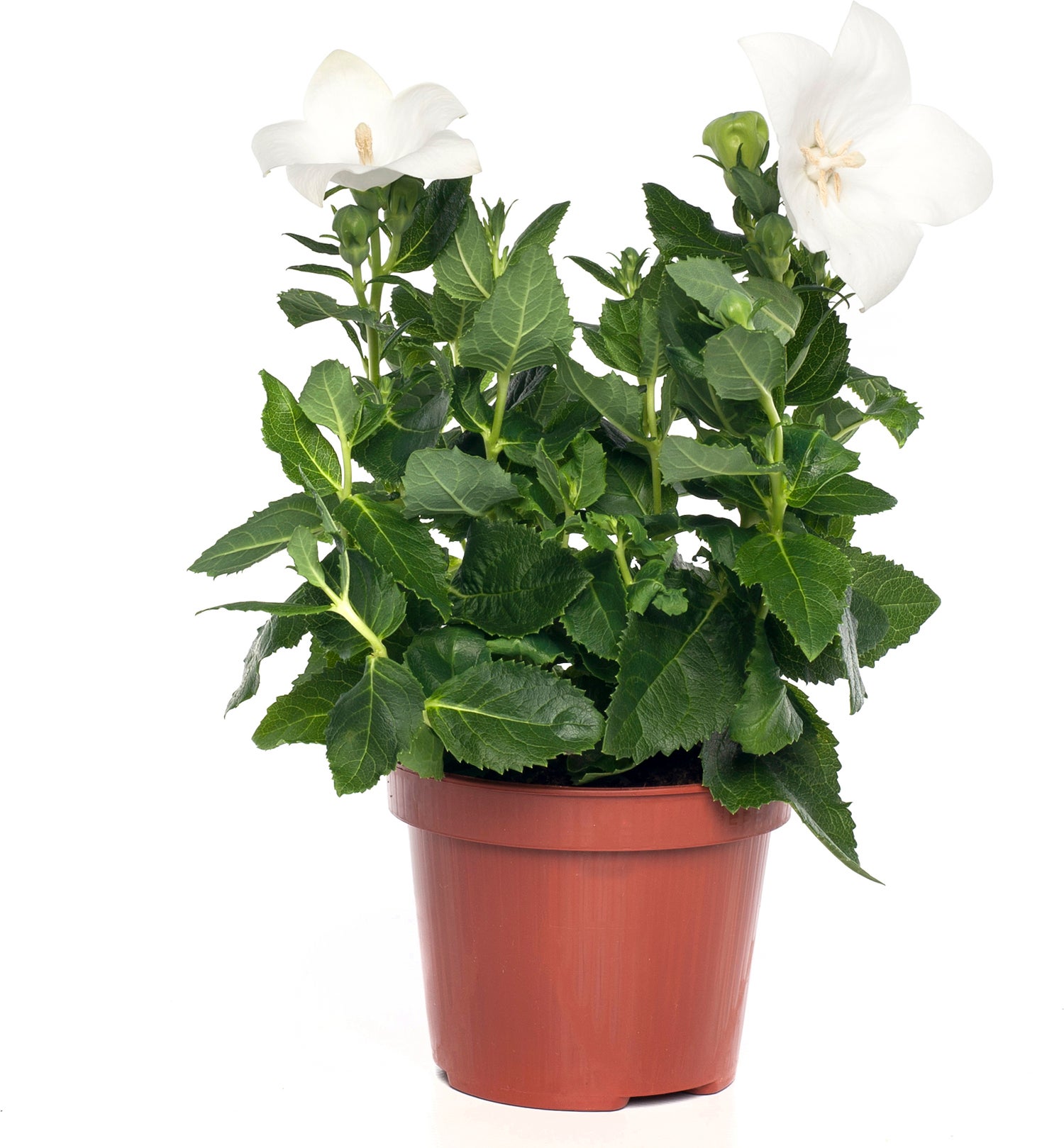 Ballonklokje (Platycodon grandiflorus 'Astra White') D 12 H 25 cm