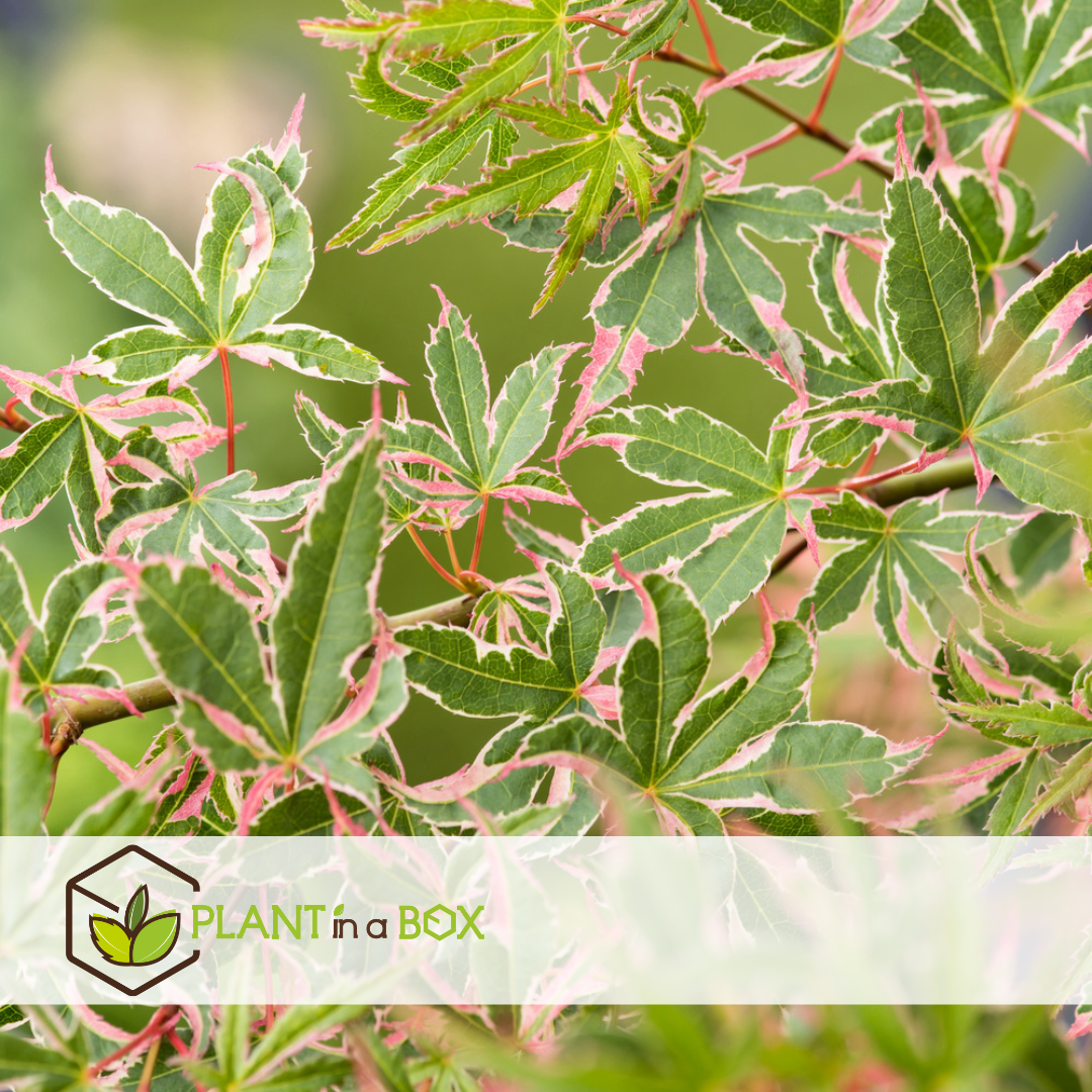 Acer palmatum 'butterfly' - erable japonais - pot 19cm - hauteur 50-60cm