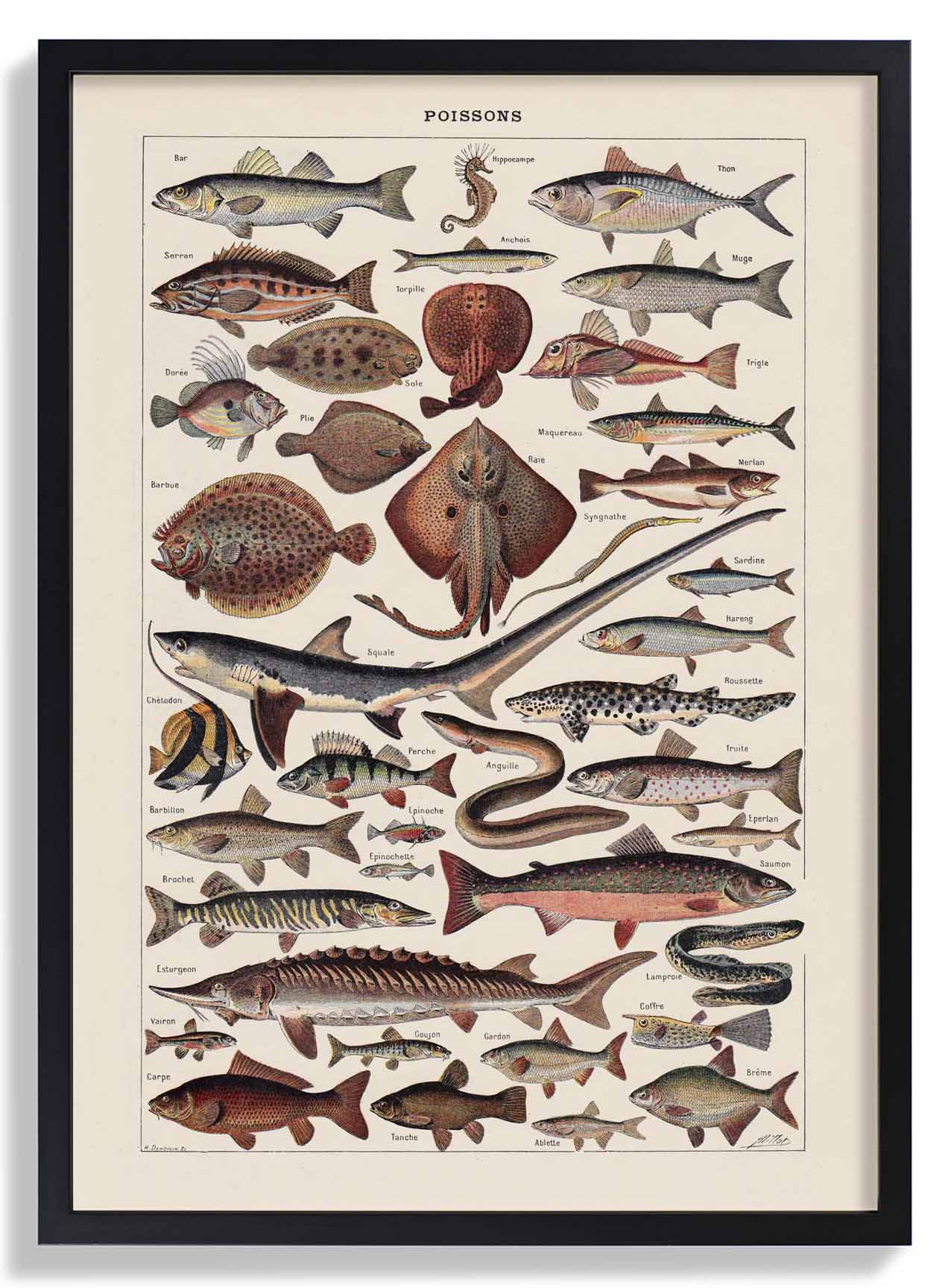 Poissons Fisch