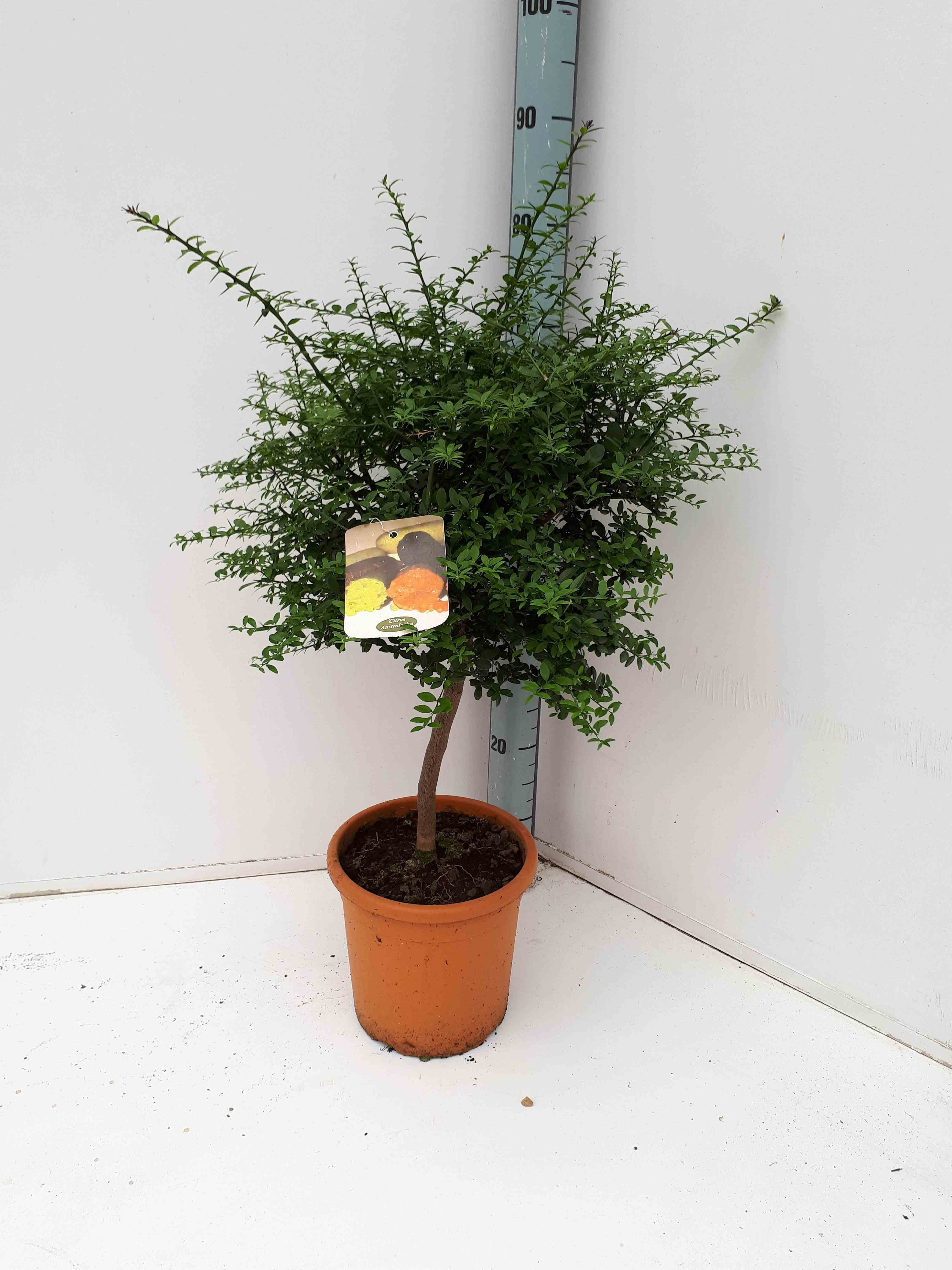 Microcitrus australasica (citron caviar) blanc - taille pot de 10l 100/120cm