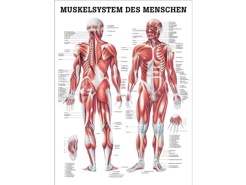 Rüdiger Anatomische Lehrtafel Das Muskelsystem Anatomisches Poster - Das Muskelsystem