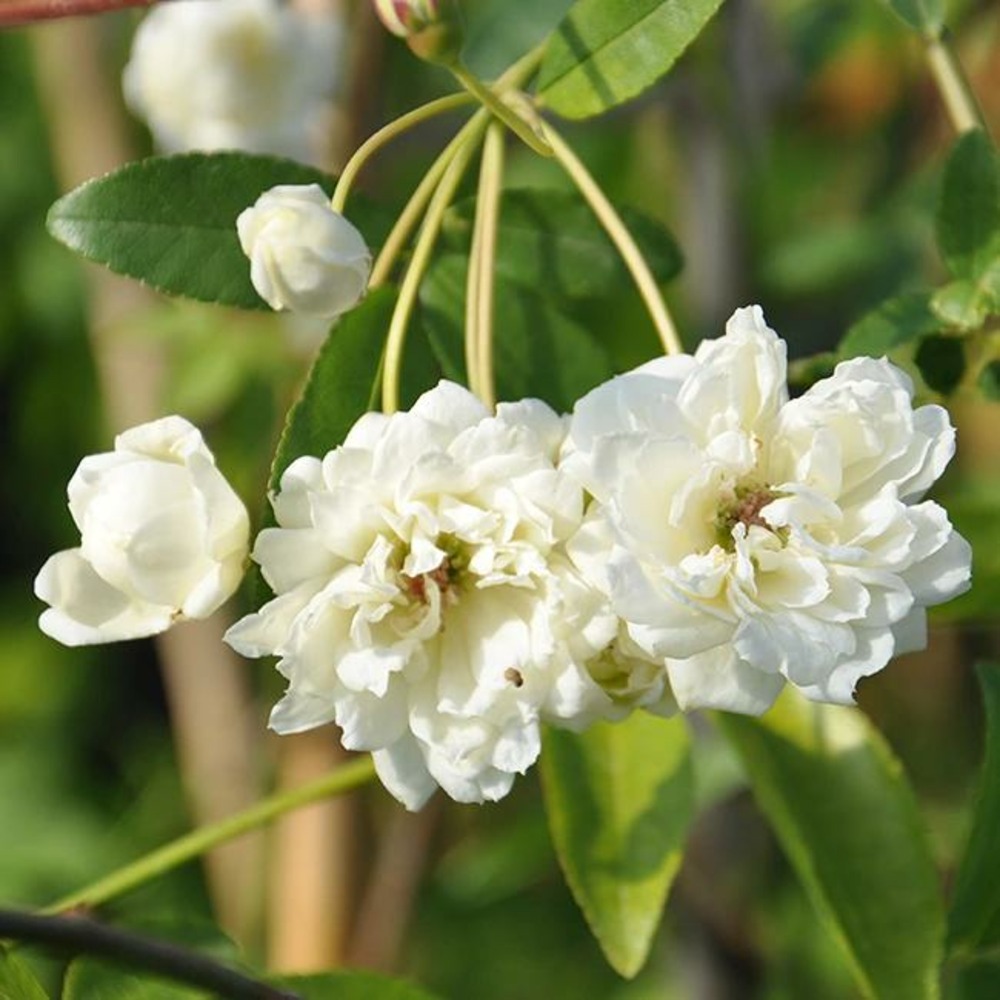 Rosier de banks 'alba plena' - rosa banksiae 3l