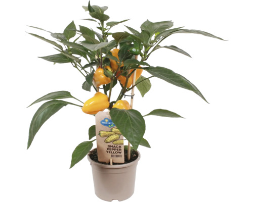 Snackpaprika's mini geel Pick&Joy Ø 14 cm pot, kleine paprika's