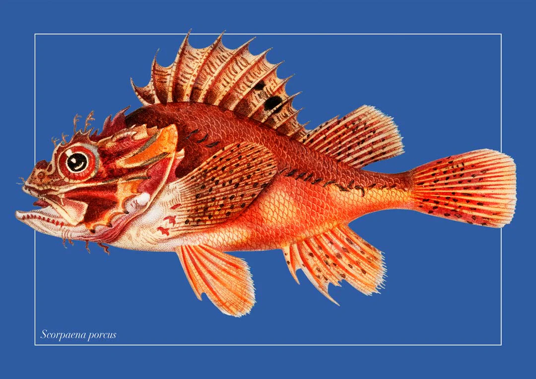 Punk-Fisch