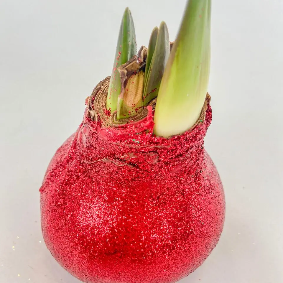 Amaryllis - Hippeastrum 'Glitter Duo' - Rood en groen