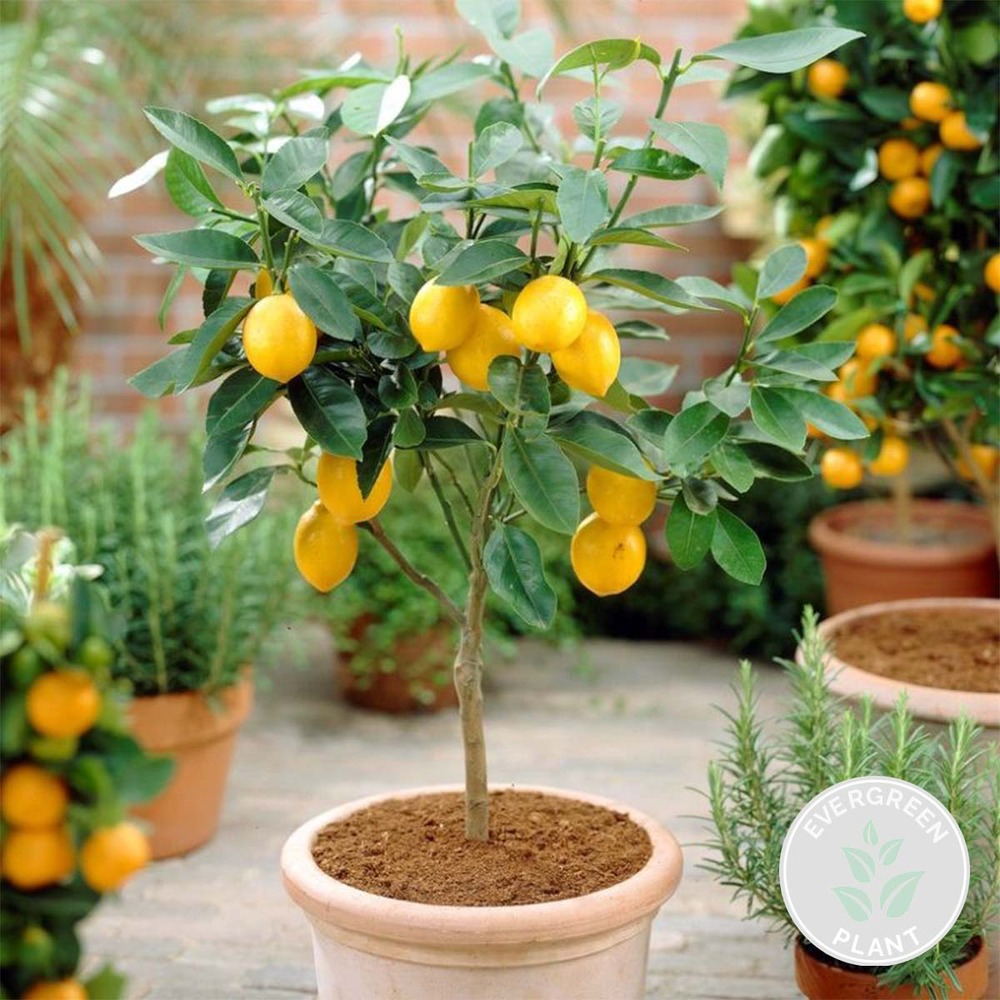 Citrus limon - citronnier - arbre fruitier - persistant - ⌀21 cm - ↕70-80 cm