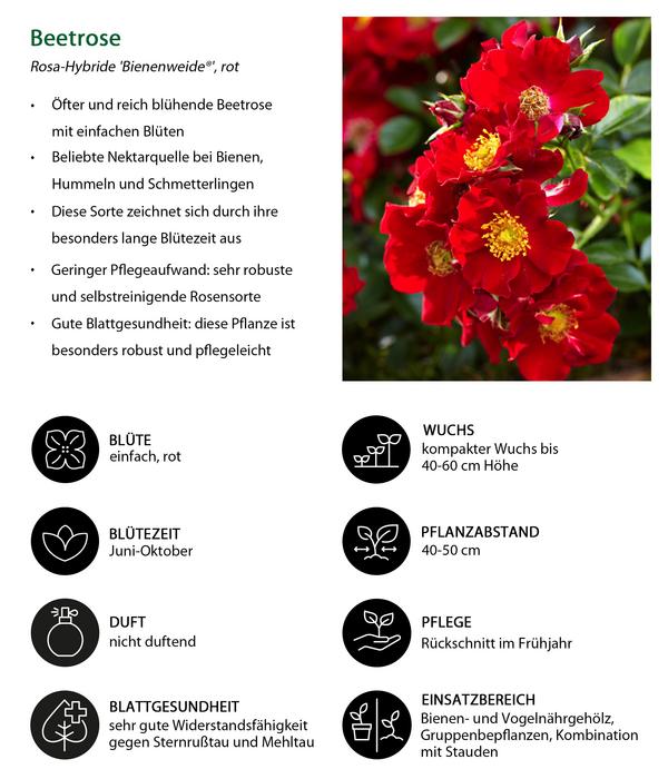 Rosen-Set Insektenfreundlich, 3-teilig