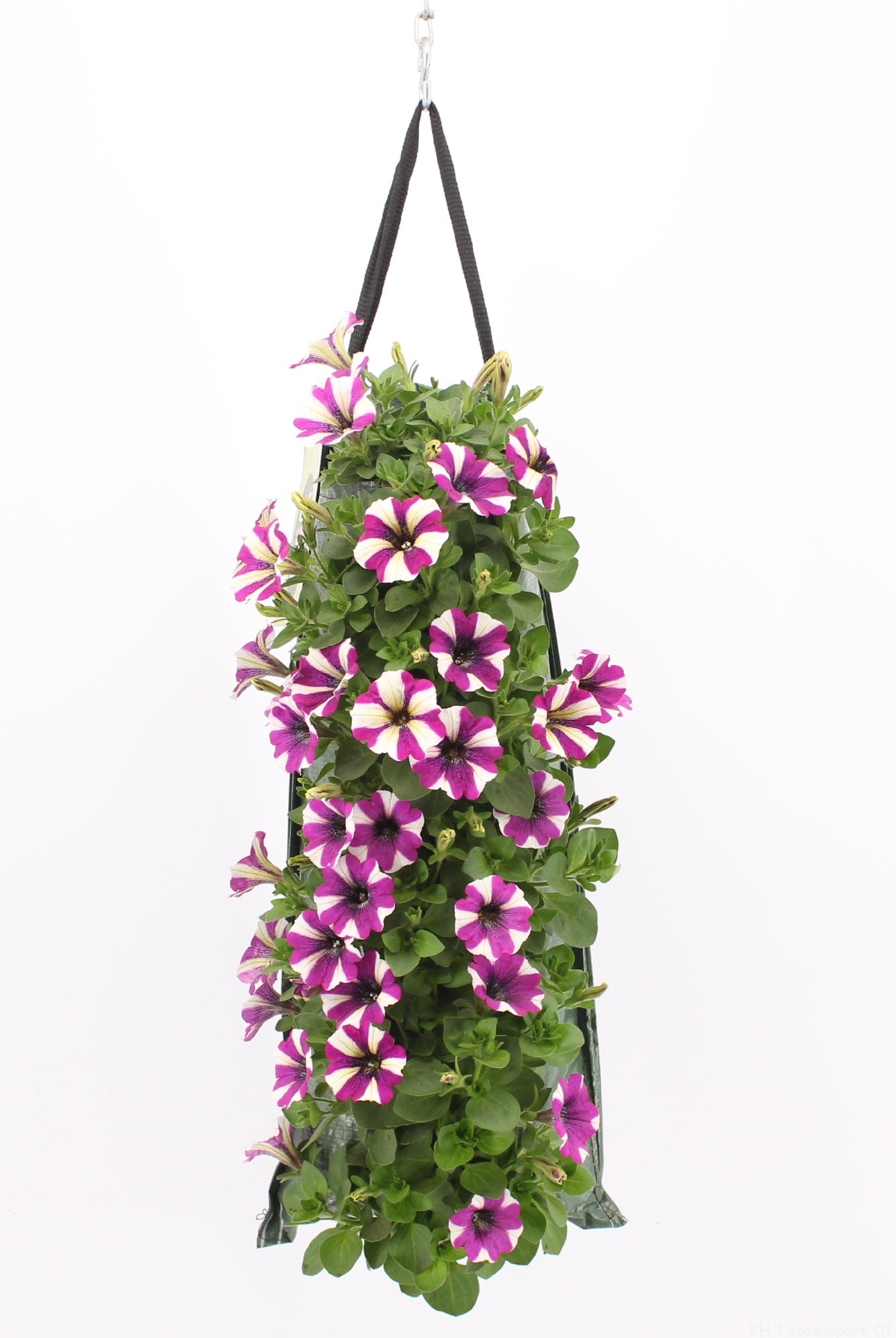 Wandhanger met Petunia (Petunia) paars H 50 cm